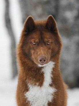 * foxy * afrodyta wilderness wild dogs