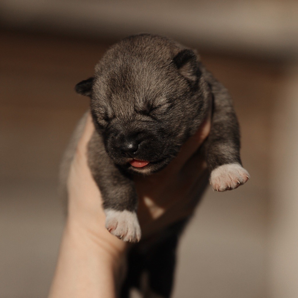 Of Umok's Dreams - Chiot disponible  - Siberian Husky