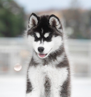 Of Umok's Dreams - Chiot disponible  - Siberian Husky