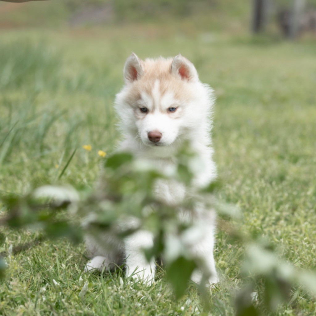 Of Umok's Dreams - Chiot disponible  - Siberian Husky