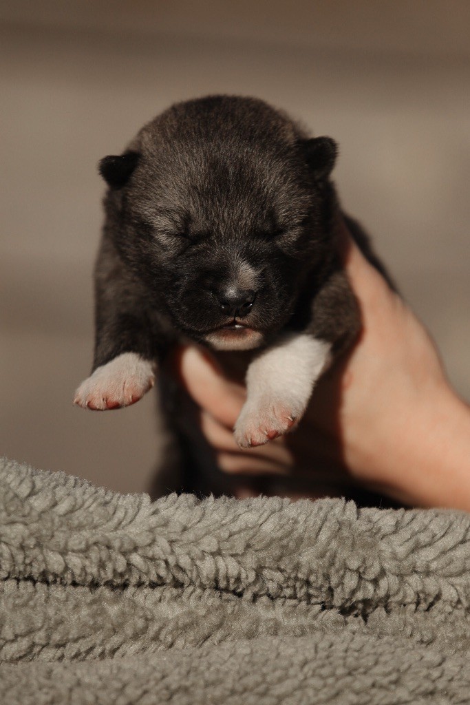 Of Umok's Dreams - Chiot disponible  - Siberian Husky