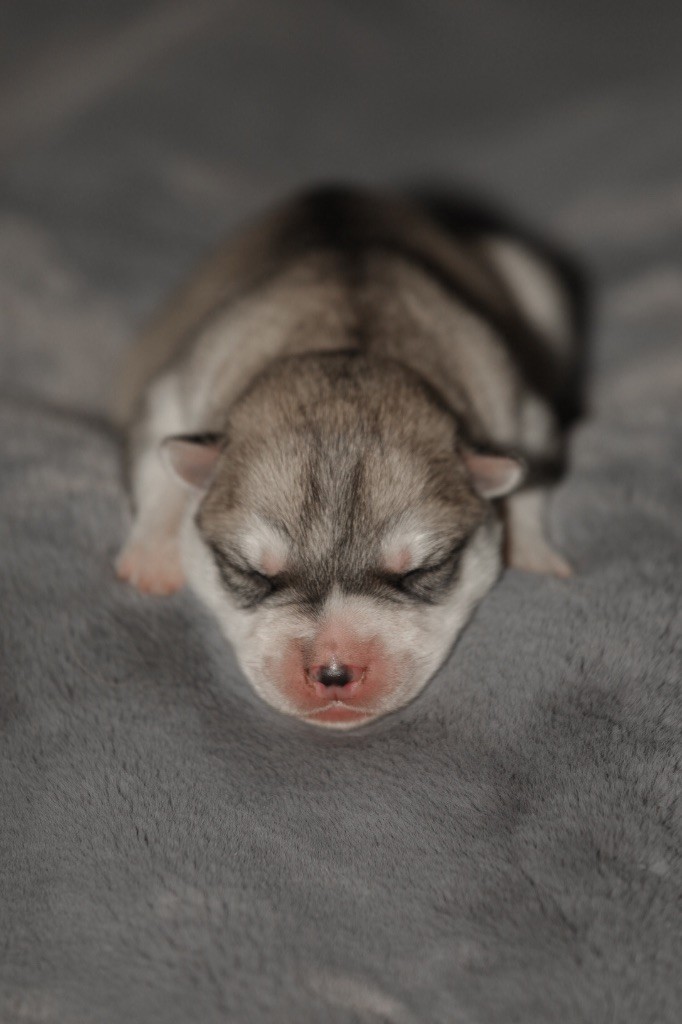 Of Umok's Dreams - Chiot disponible  - Siberian Husky