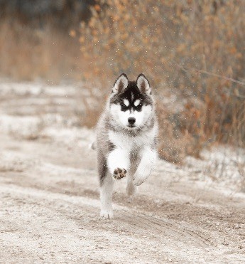 chiot Siberian Husky Of Umok's Dreams