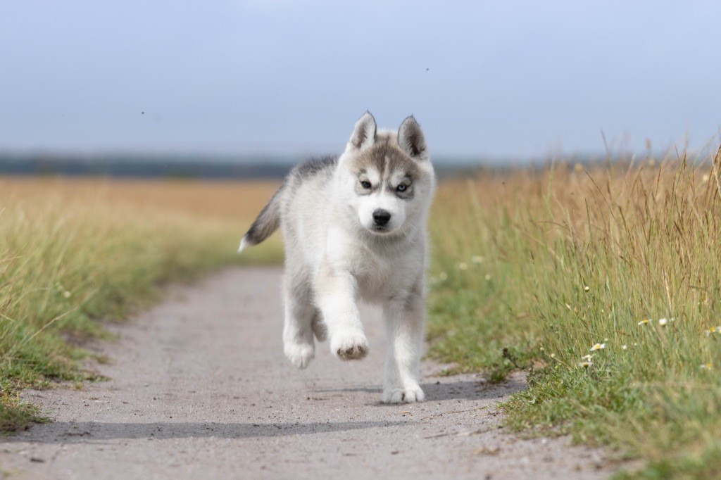 chiot Siberian Husky Of Umok's Dreams