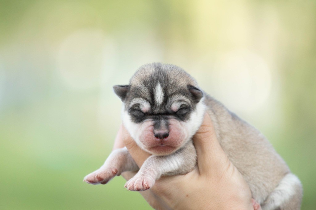 Of Umok's Dreams - Chiot disponible  - Siberian Husky