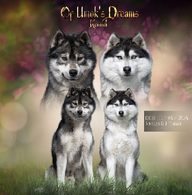 Of Umok's Dreams - Siberian Husky - Portée née le 15/04/2024