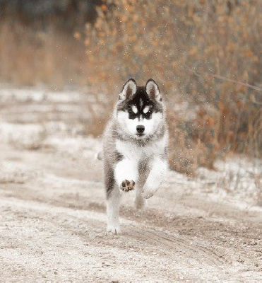 Of Umok's Dreams - Siberian Husky - Portée née le 24/08/2024