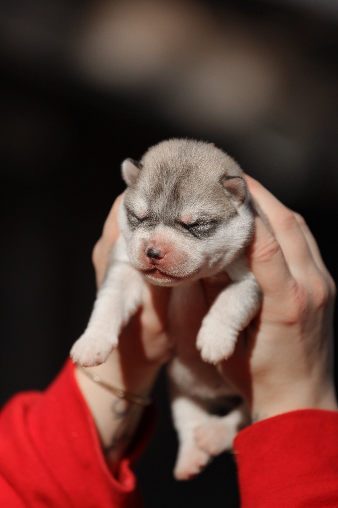 Of Umok's Dreams - Chiot disponible  - Siberian Husky