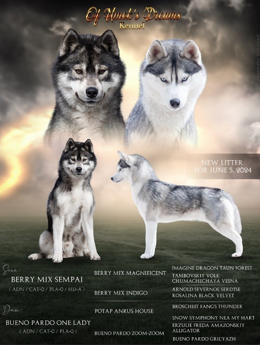 chiot Siberian Husky Of Umok's Dreams