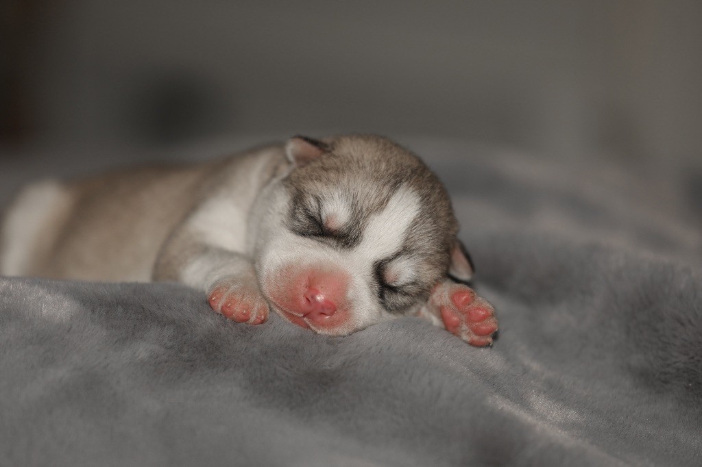 Of Umok's Dreams - Chiot disponible  - Siberian Husky