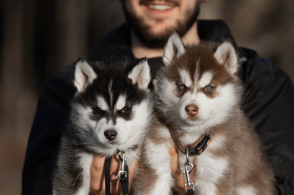 chiot Siberian Husky Of Umok's Dreams