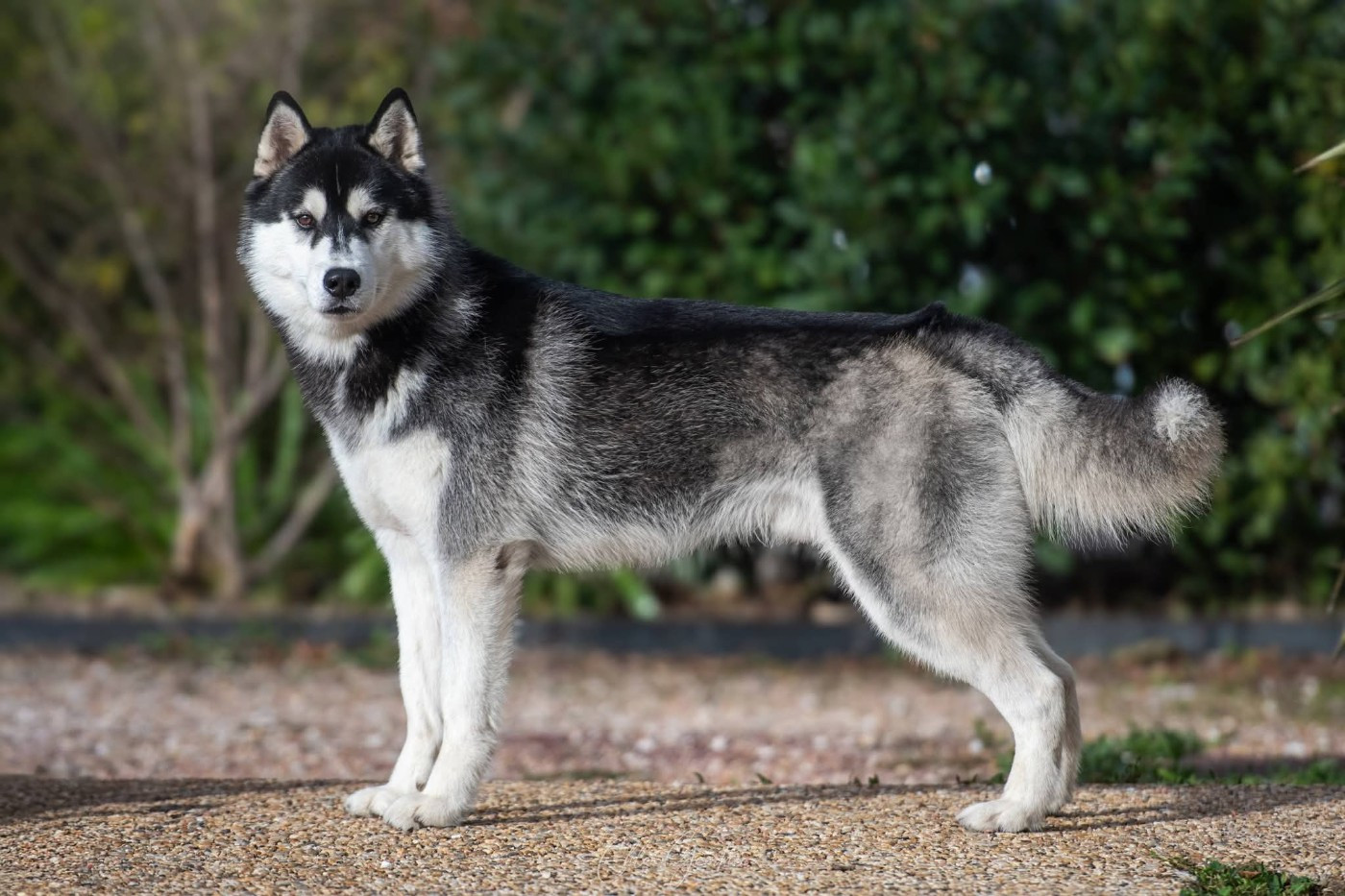 Vertige de l'amour Of Umok's Dreams