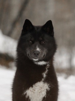 Atena wilderness wild dogs