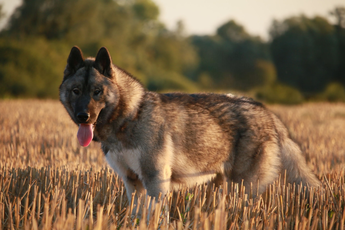 A Kaspian the prince Of Umok's Dreams