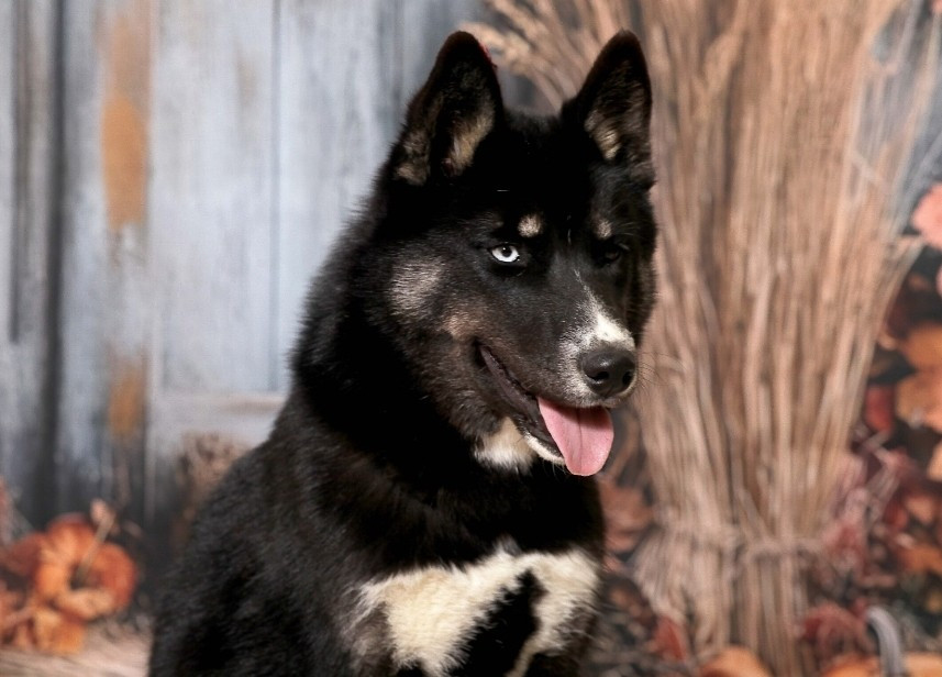 Aurora australis dit astrale Of Umok's Dreams