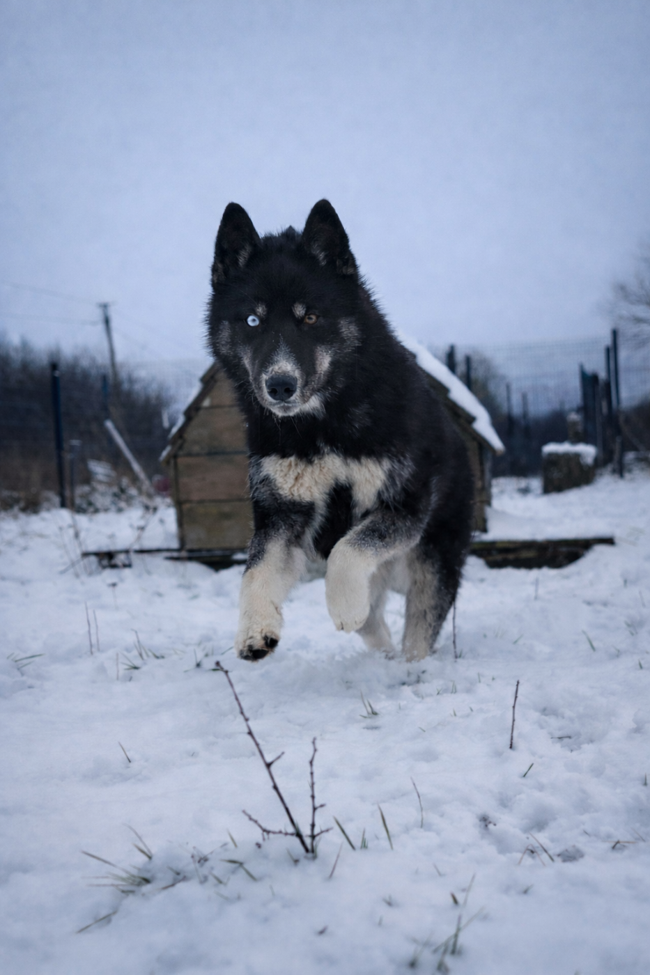 Aurora australis dit astrale Of Umok's Dreams