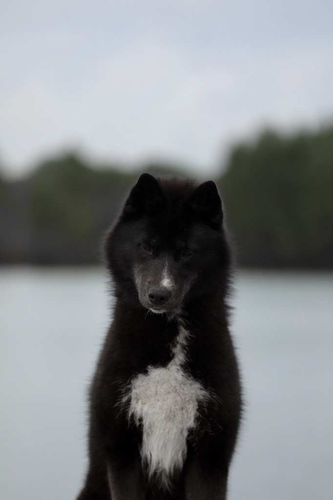 Atena wilderness wild dogs
