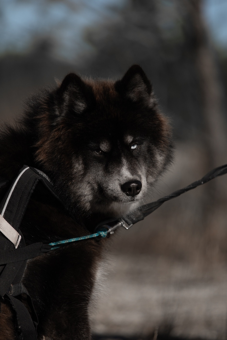 goldwind Dreamcatcher jax