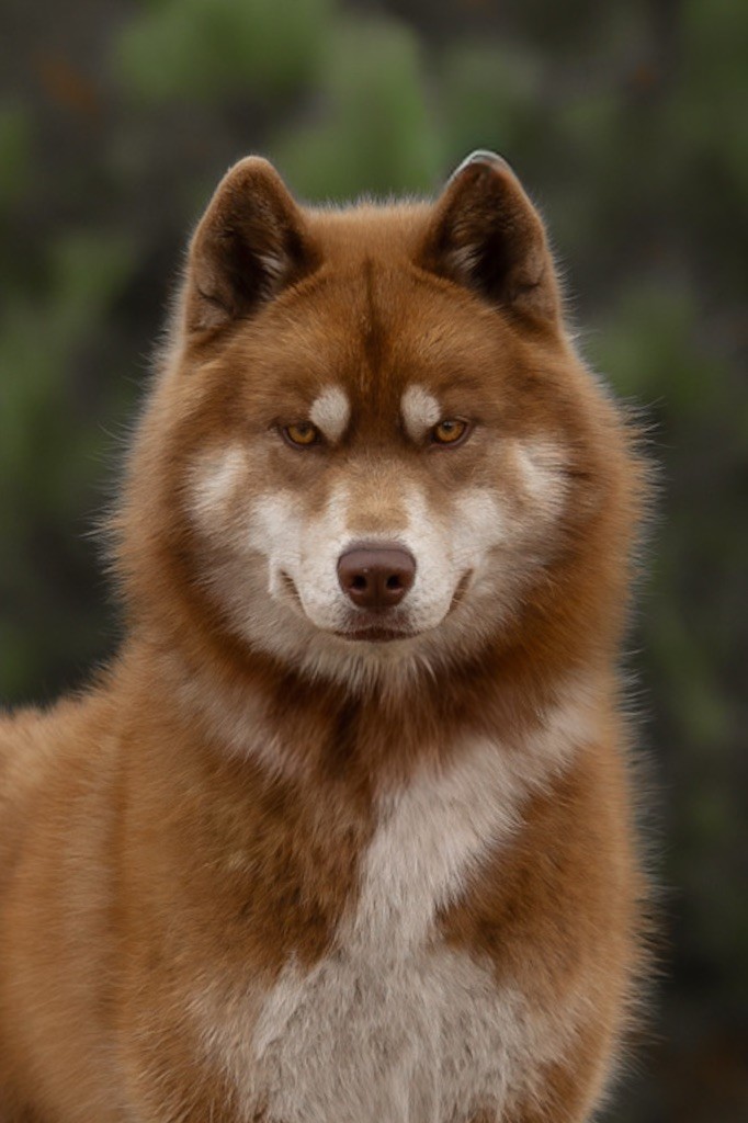 V'rheana Of Umok's Dreams