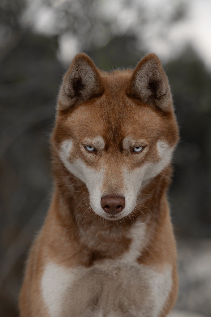 *ruby* torina de la ferme kergaval