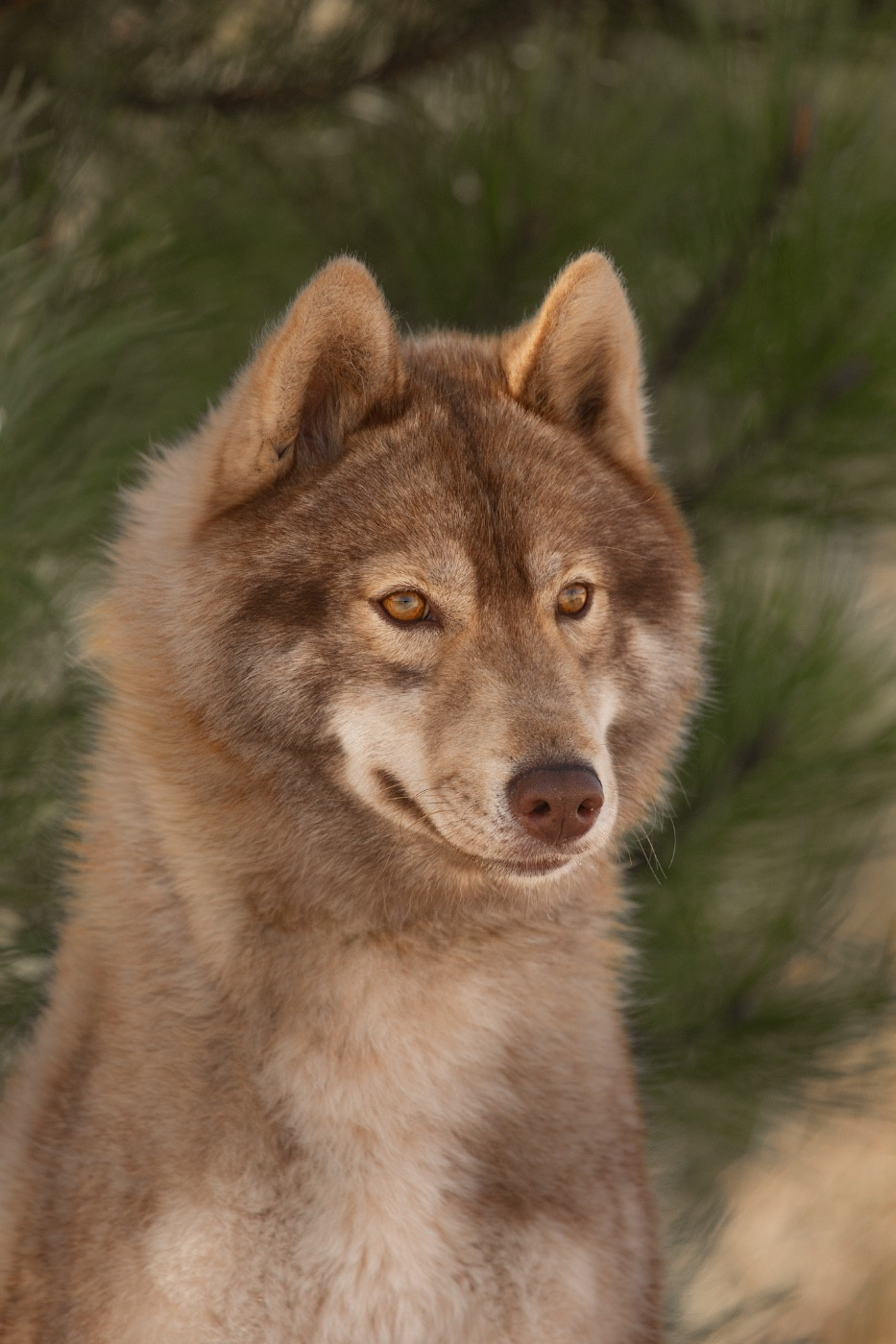 Chiara della bella clarissa