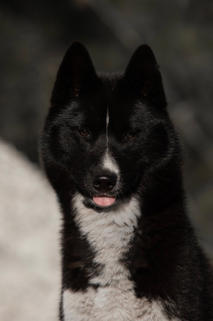 *jinx* volga Des Legendes Du Triskel