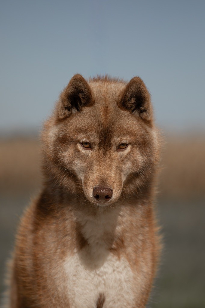 Chiara della bella clarissa