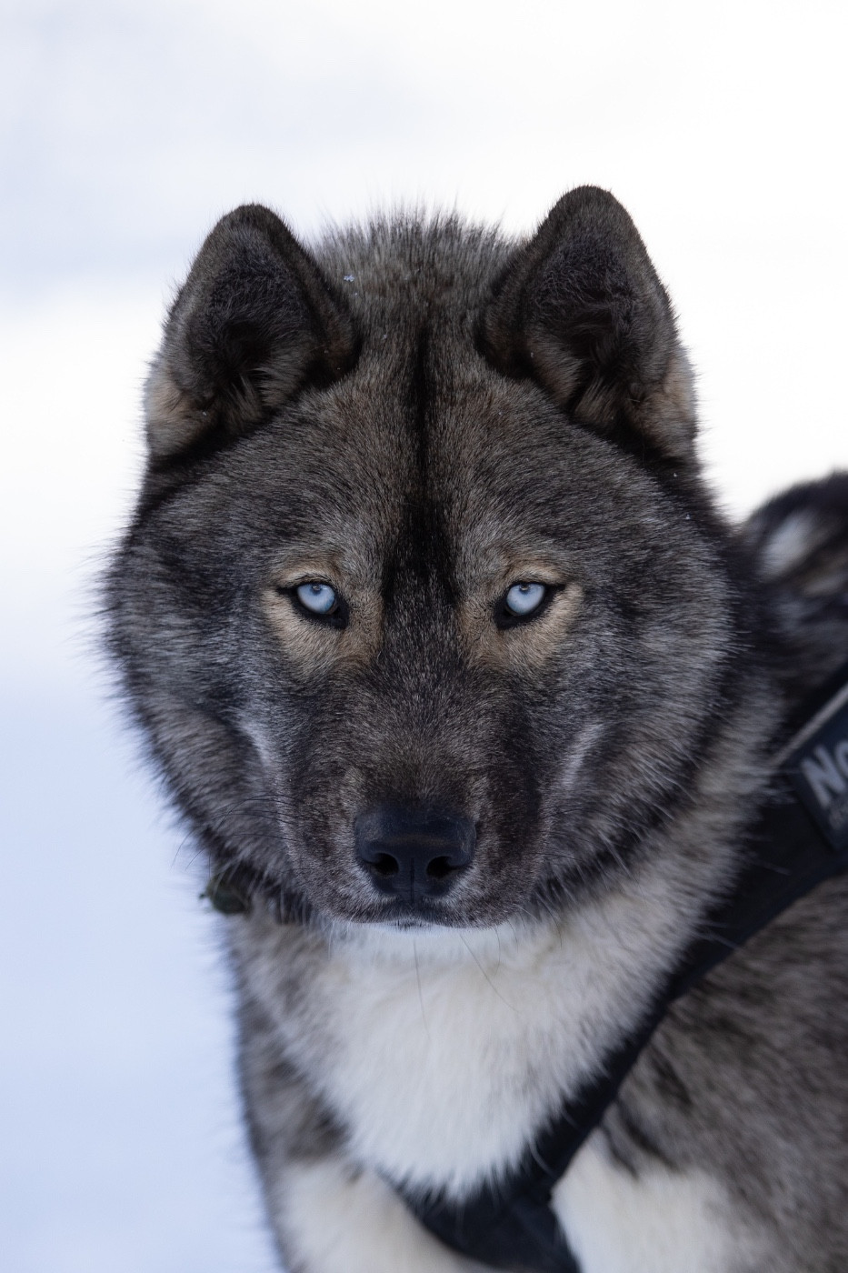 Amazing boy karma Zorsky