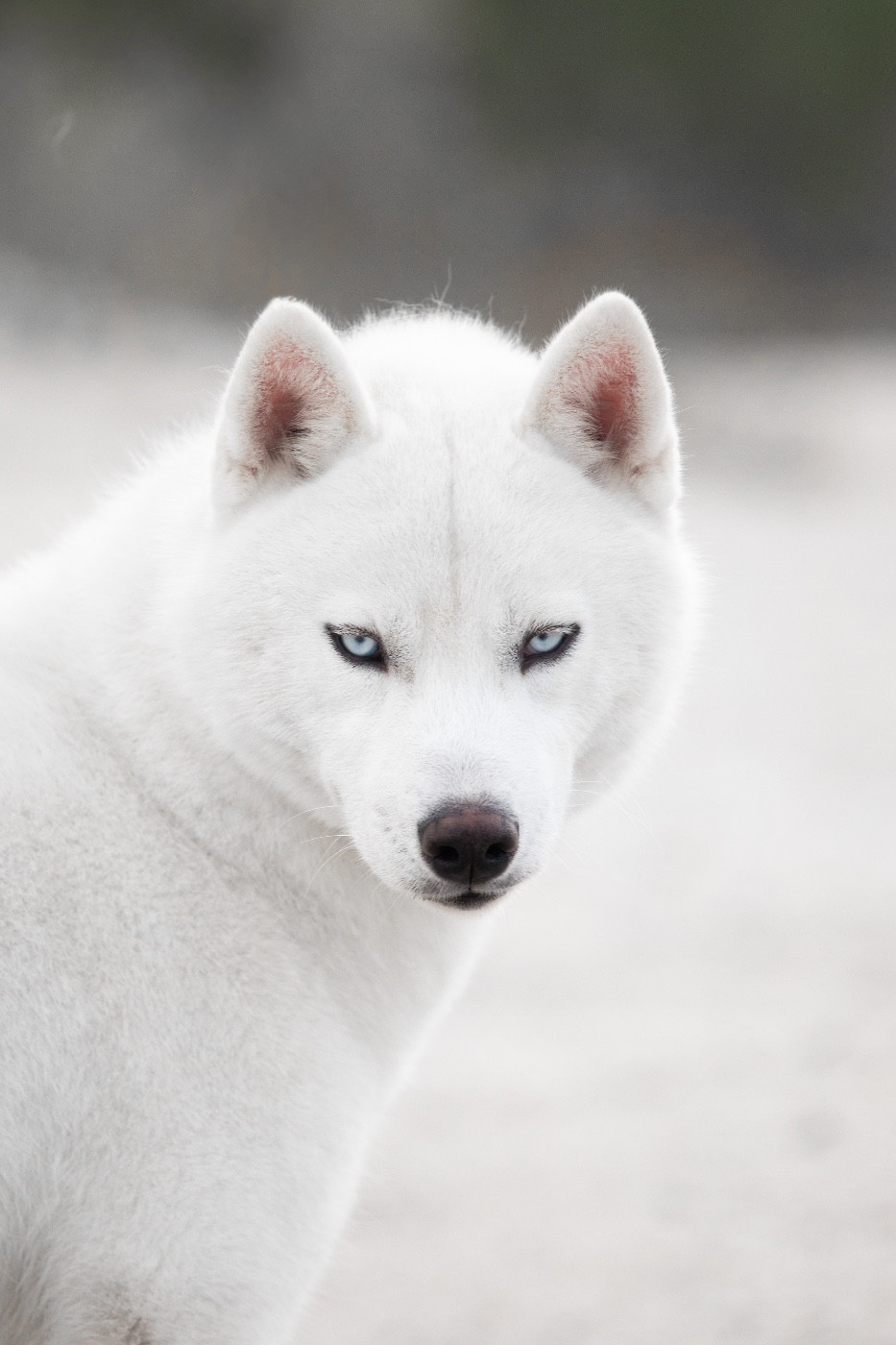 s'torianstar sibiriada TAYRAN