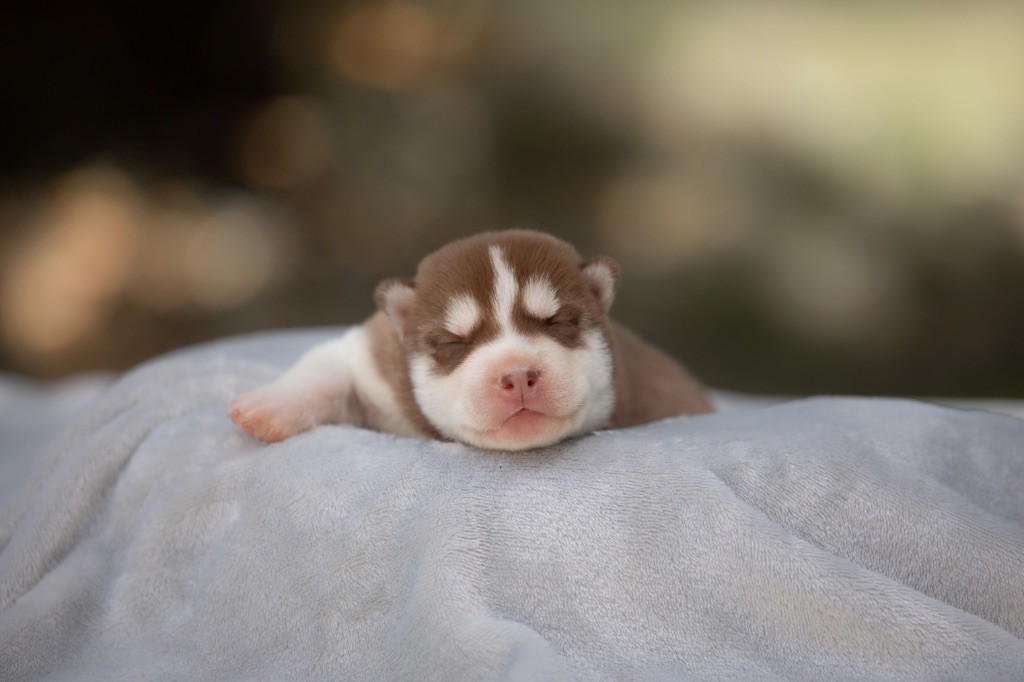 Of Umok's Dreams - Chiots disponibles - Siberian Husky