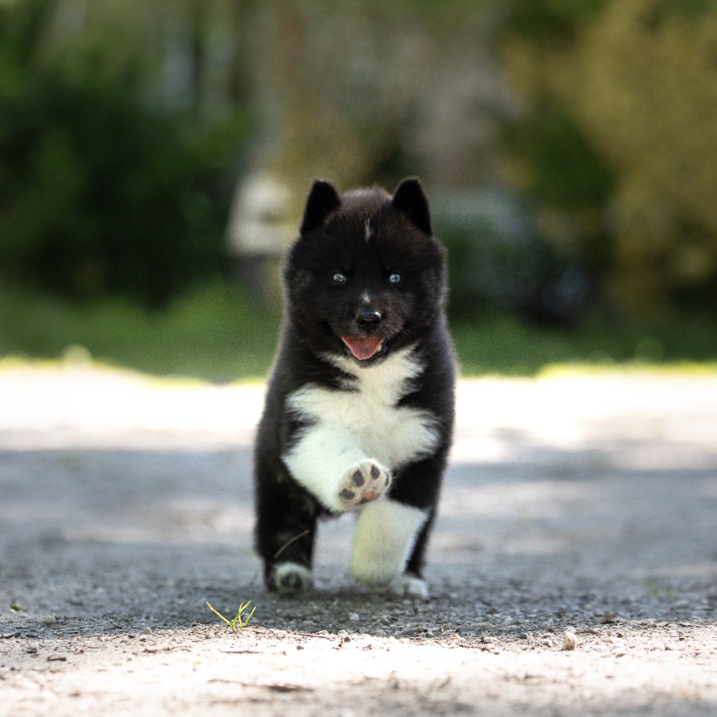Of Umok's Dreams - Chiots disponibles - Siberian Husky