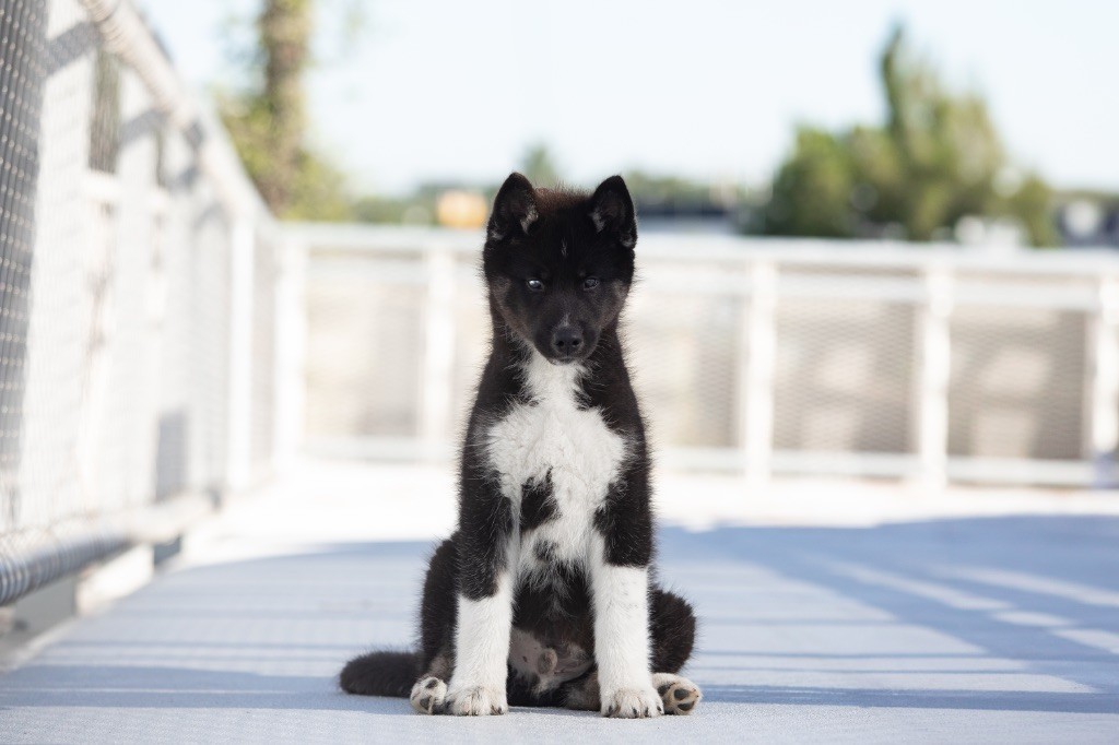 Of Umok's Dreams - Chiots disponibles - Siberian Husky