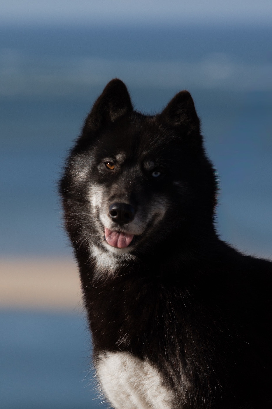 Chiot Siberian Husky Of Umok's Dreams