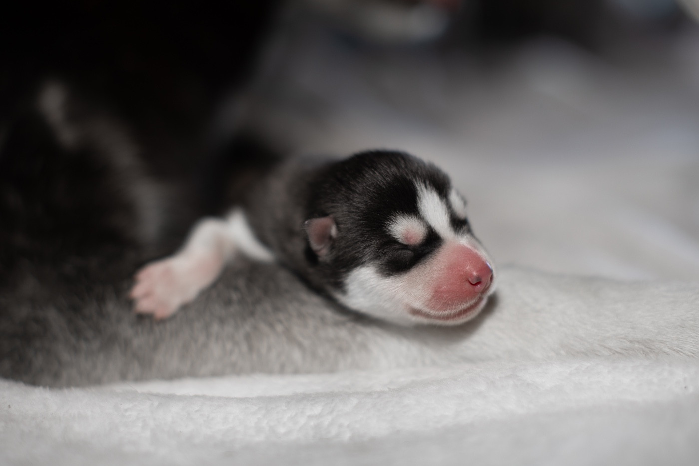 Of Umok's Dreams - Chiots disponibles - Siberian Husky