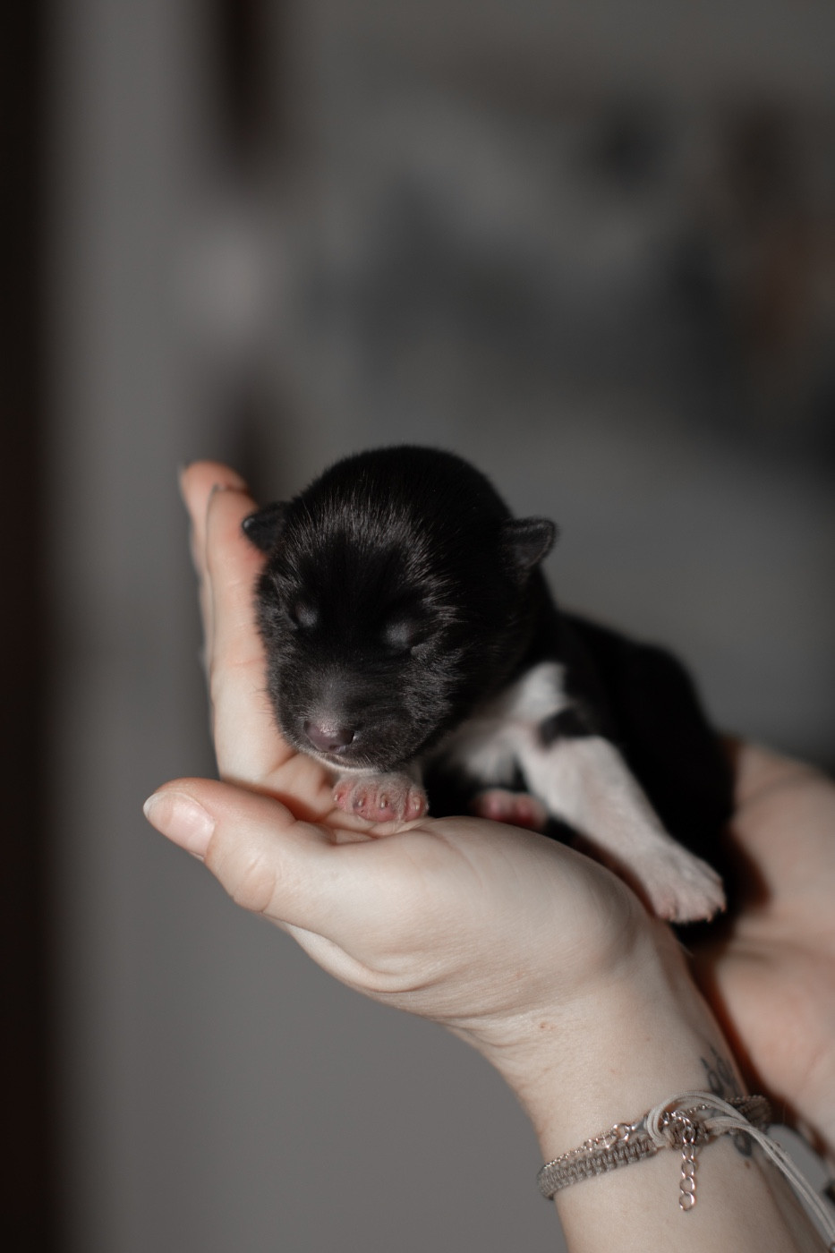 Of Umok's Dreams - Chiots disponibles - Siberian Husky