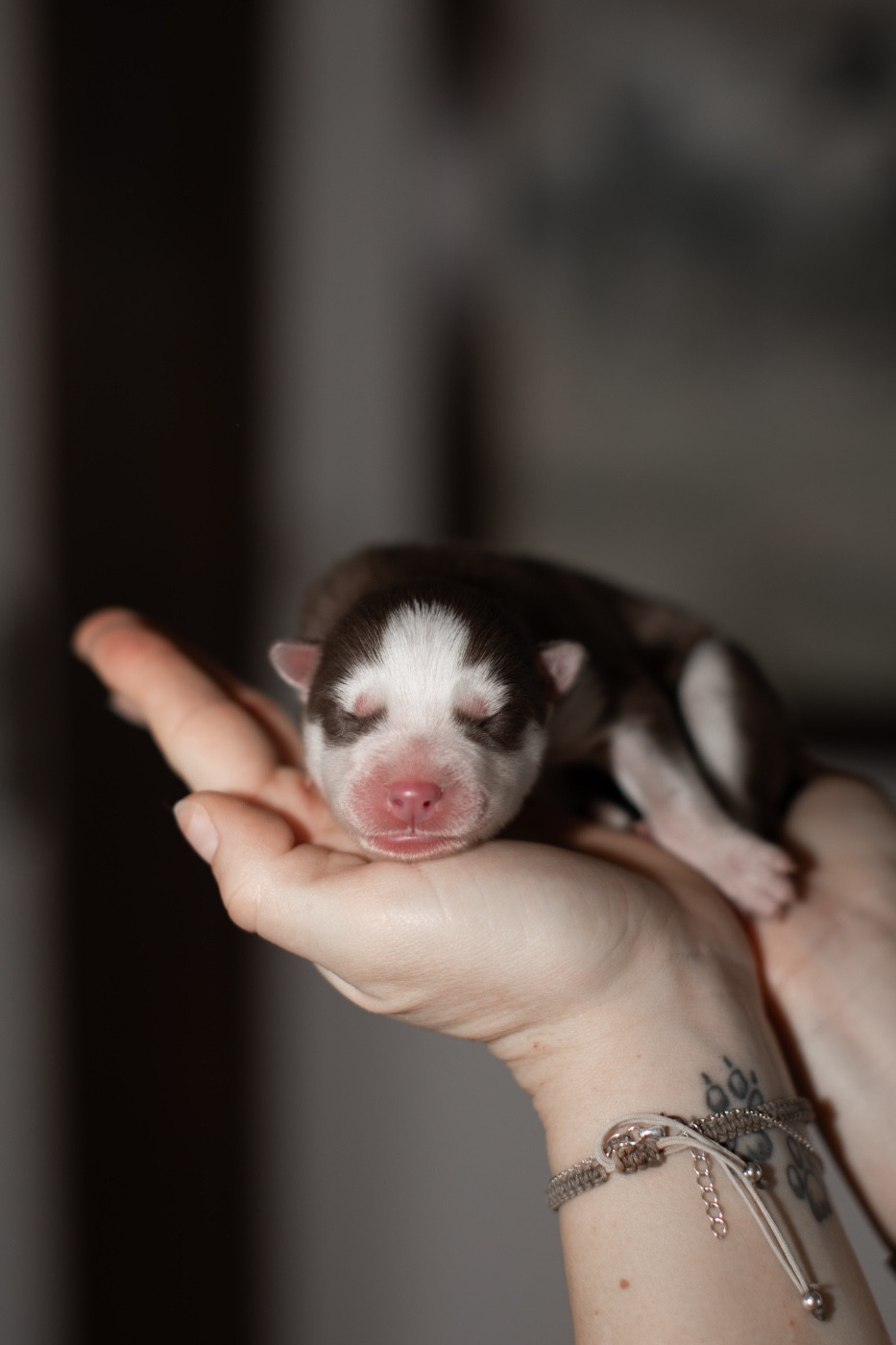 Of Umok's Dreams - Chiots disponibles - Siberian Husky
