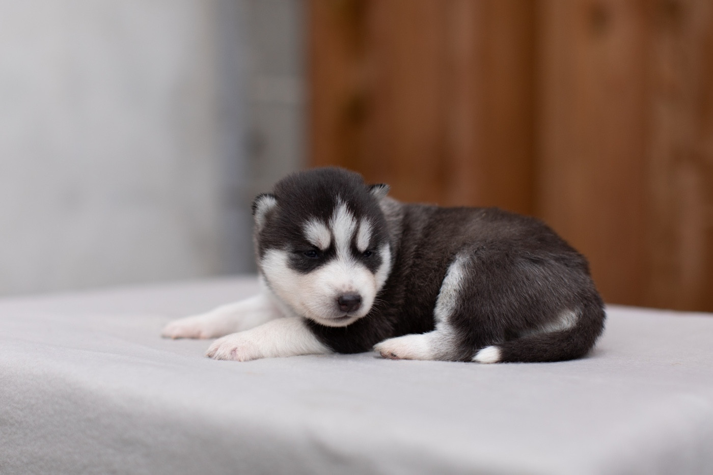 Of Umok's Dreams - Chiots disponibles - Siberian Husky