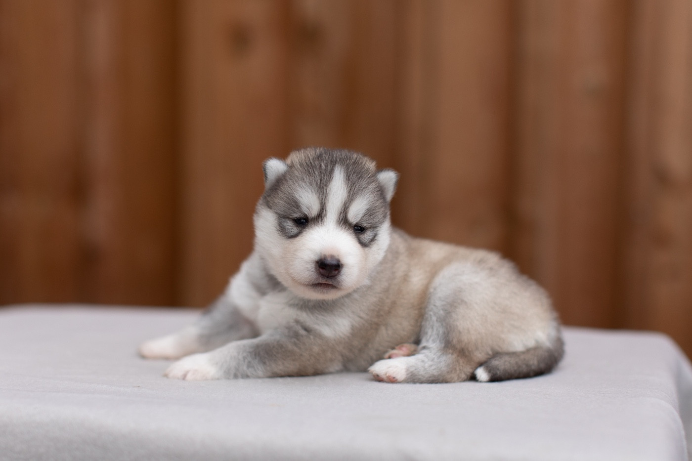 Of Umok's Dreams - Chiots disponibles - Siberian Husky