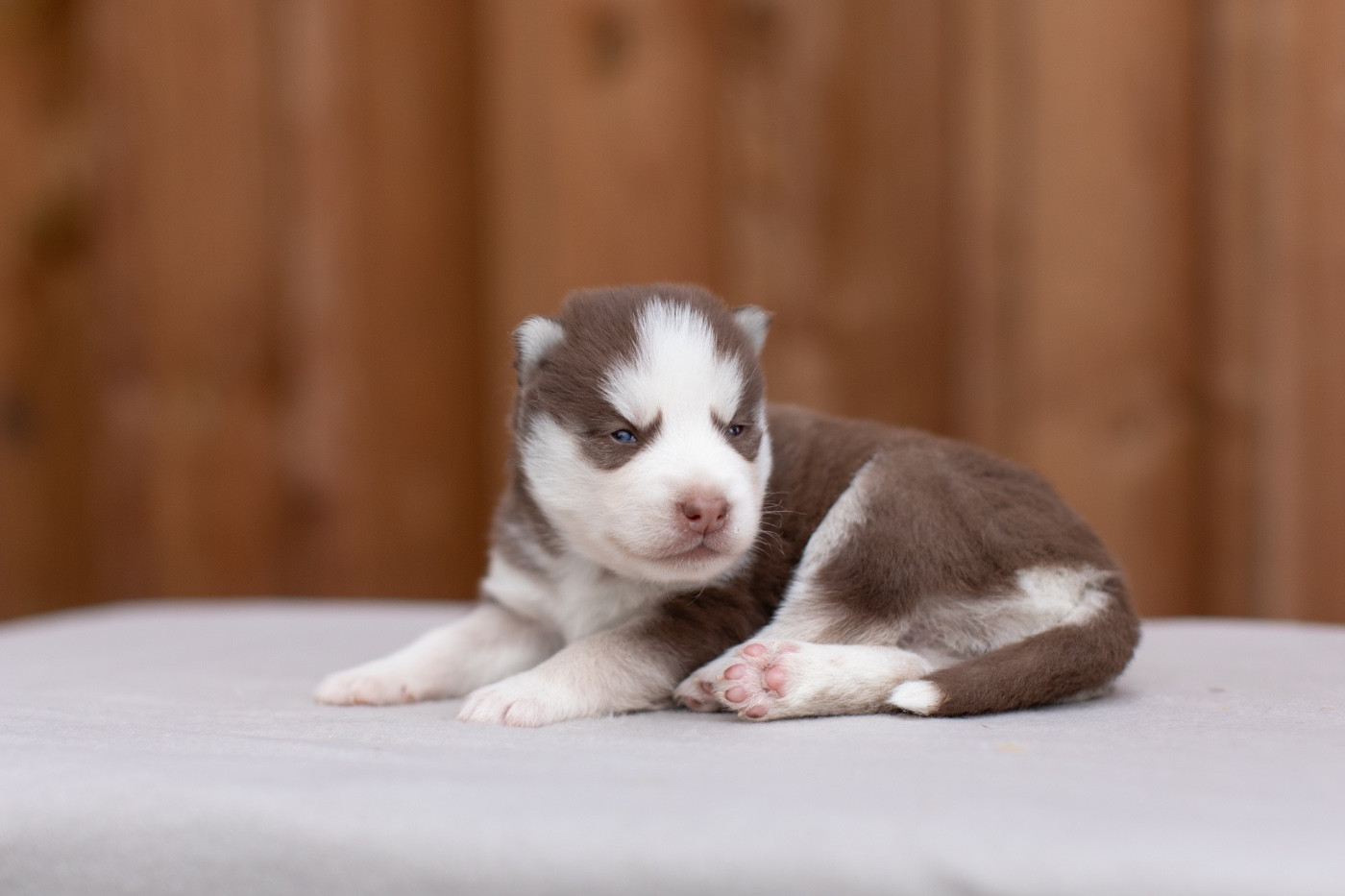 Of Umok's Dreams - Chiots disponibles - Siberian Husky