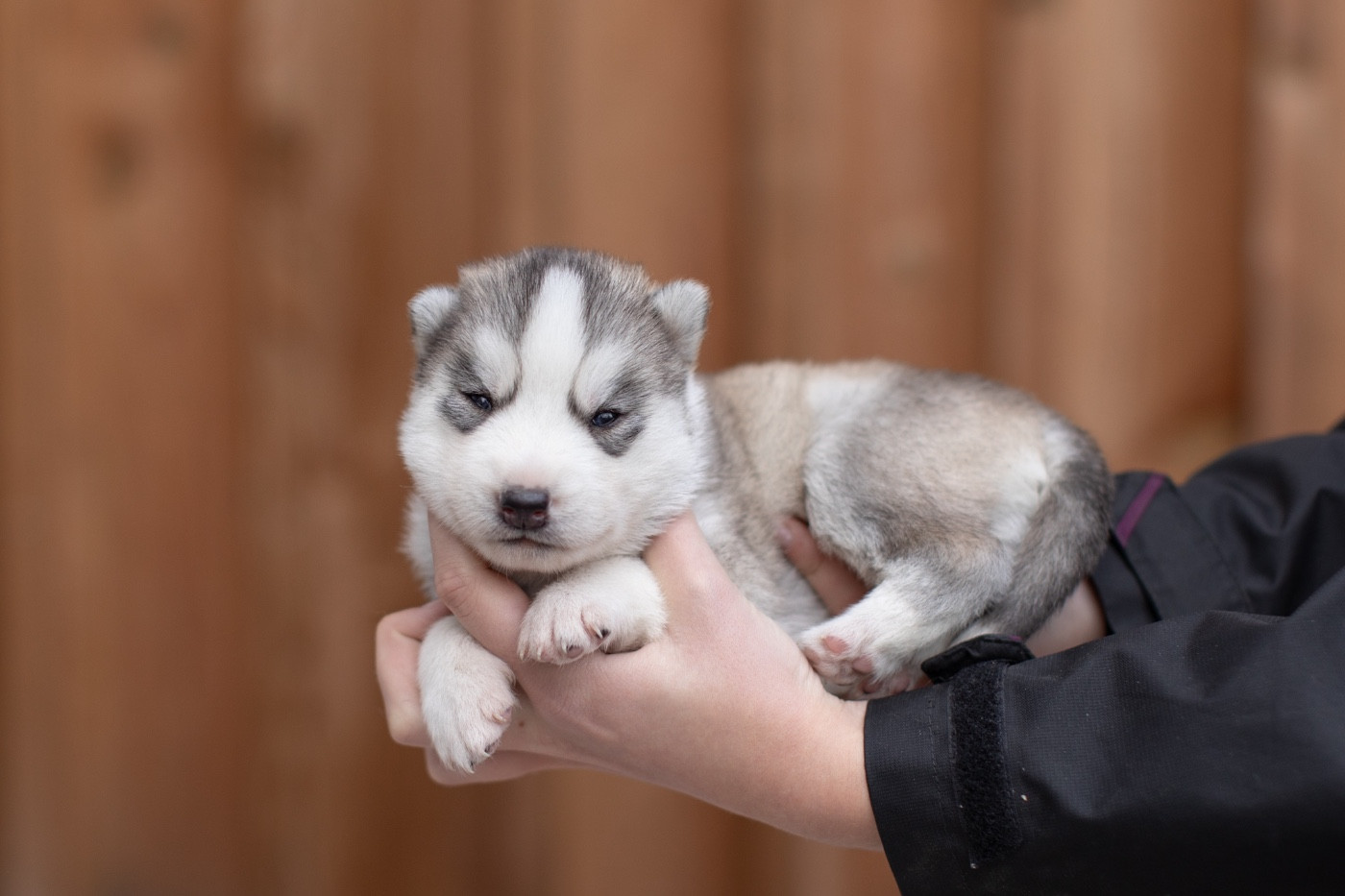 Of Umok's Dreams - Chiots disponibles - Siberian Husky