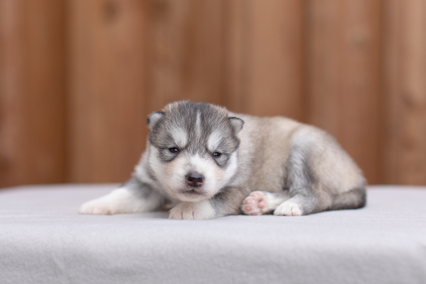 Of Umok's Dreams - Chiots disponibles - Siberian Husky