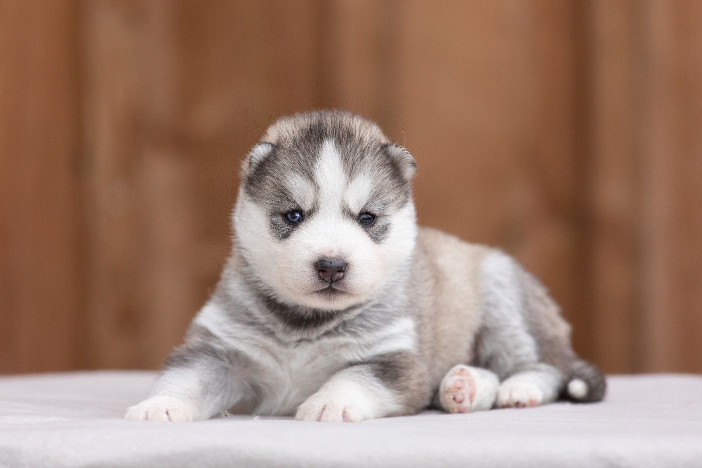 Of Umok's Dreams - Chiots disponibles - Siberian Husky