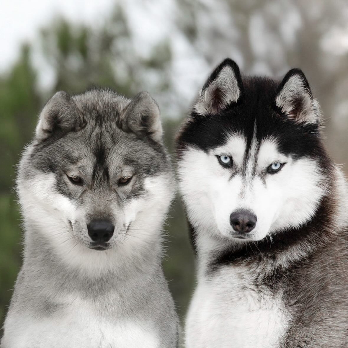 Chiot Siberian Husky Of Umok's Dreams