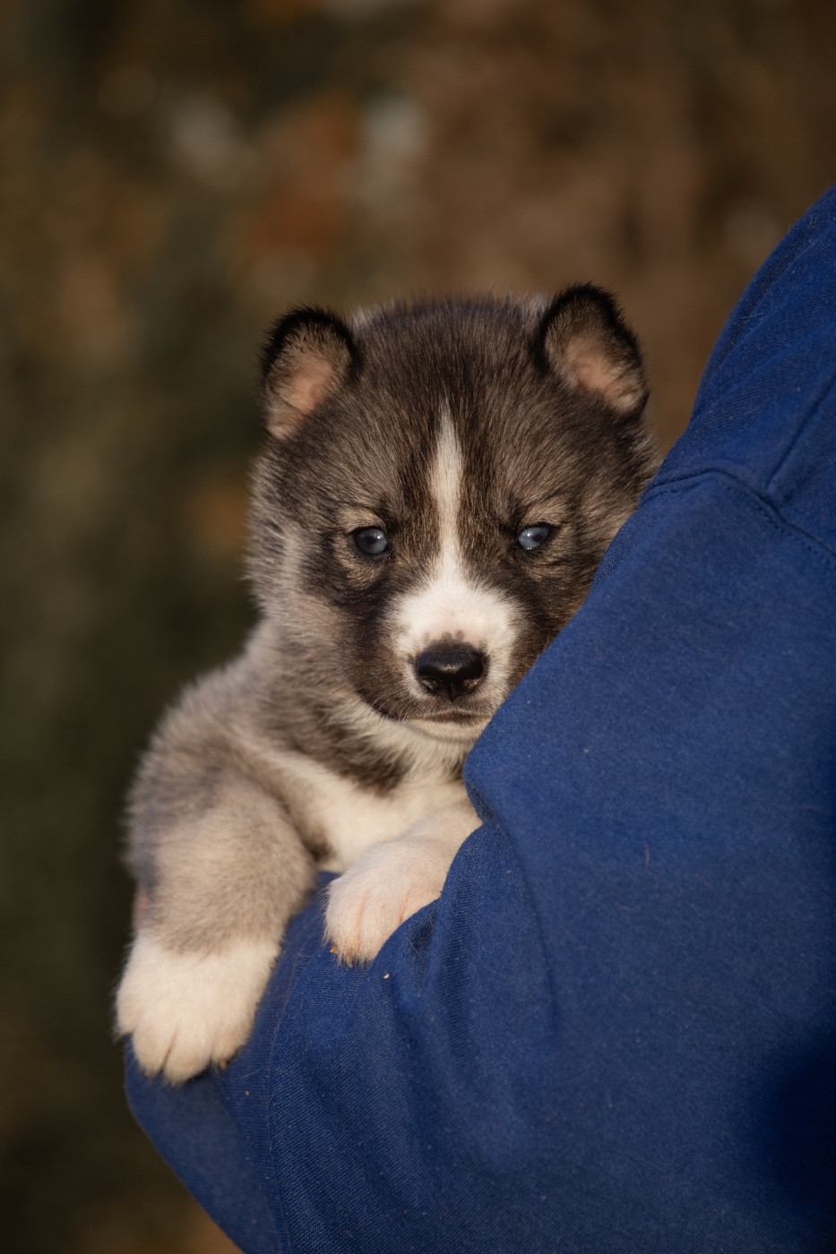 Of Umok's Dreams - Chiots disponibles - Siberian Husky