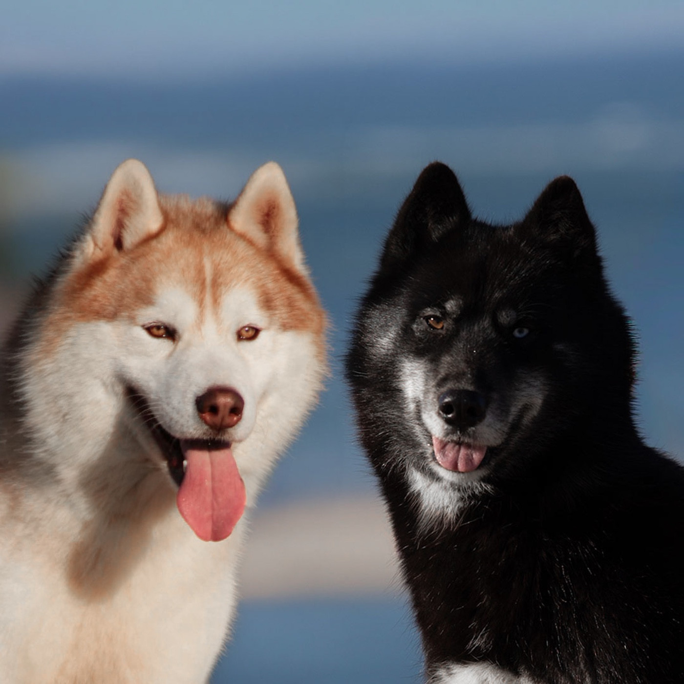 Of Umok's Dreams - Siberian Husky - Portée née le 02/01/2026