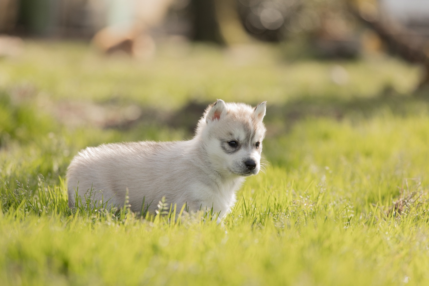 Of Umok's Dreams - Chiots disponibles - Siberian Husky