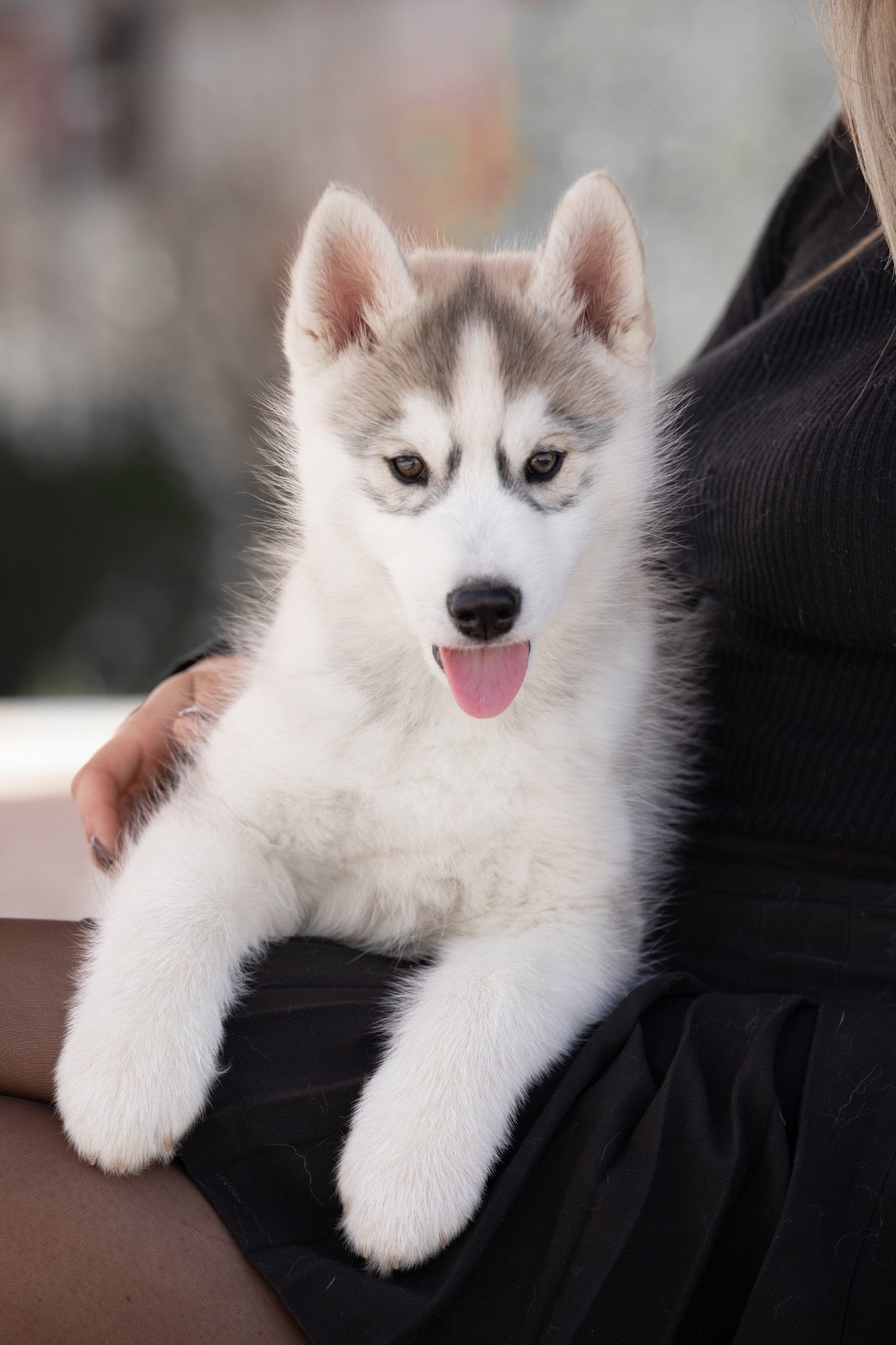 Of Umok's Dreams - Chiots disponibles - Siberian Husky