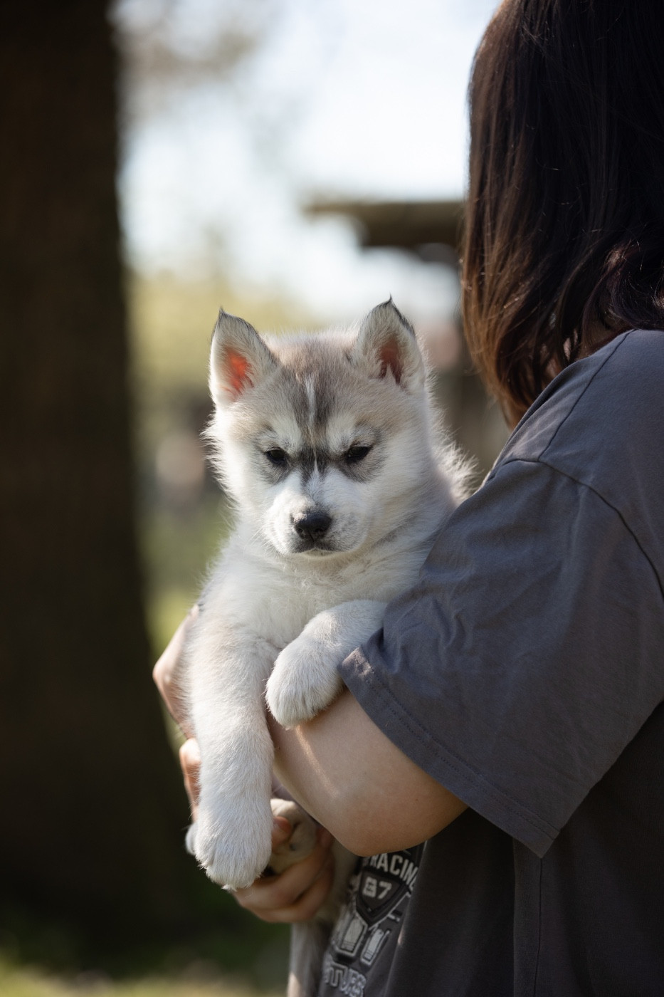 Of Umok's Dreams - Chiots disponibles - Siberian Husky