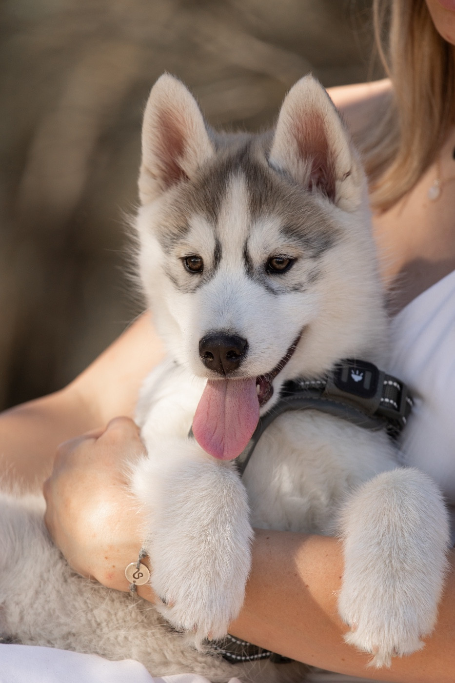 Of Umok's Dreams - Chiots disponibles - Siberian Husky