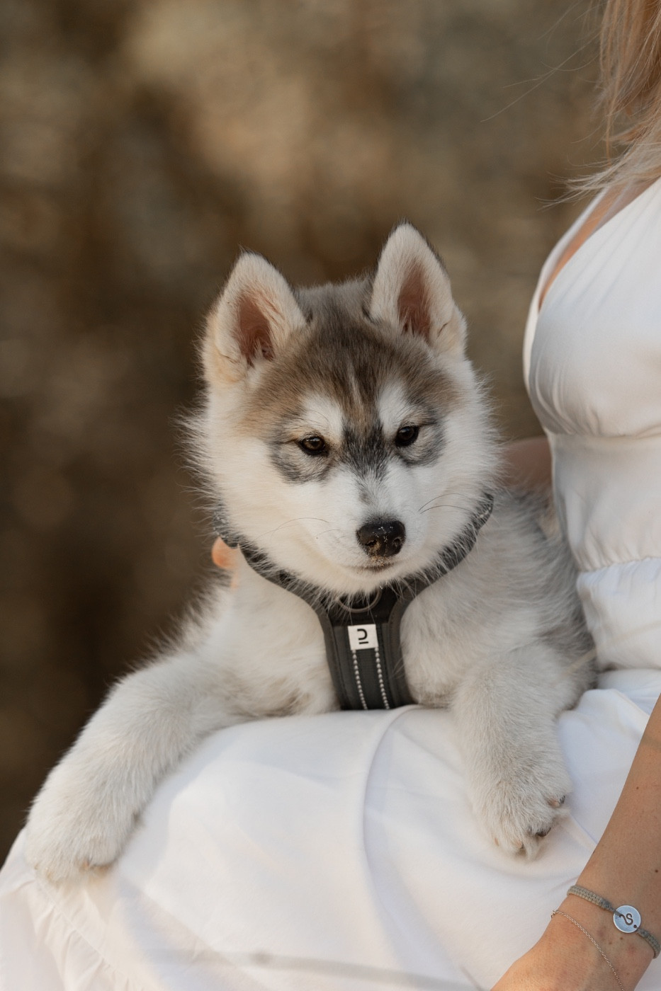 Of Umok's Dreams - Chiots disponibles - Siberian Husky